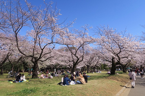 Shibuya, Tokyo/Japan - March 25, 2020: People are picnicking in the Yoyogi Park during the cherry blossom season.