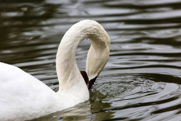 istock White mute swan play in water 1214644027