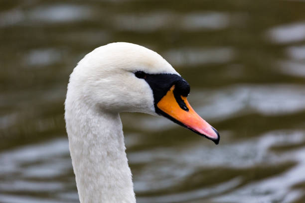 istock Portrait of white mute swan 1214644044