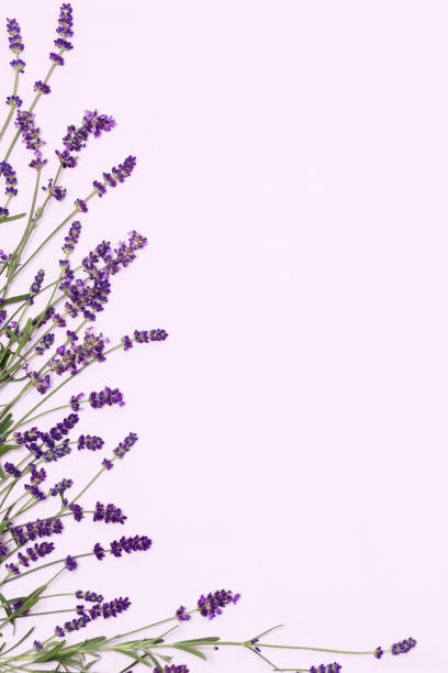 istock Beautiful frame of lavender flowers 1214644088