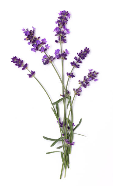 Lavender flowers close up Lavender flowers close up isolated on white twig stock pictures, royalty-free photos & images