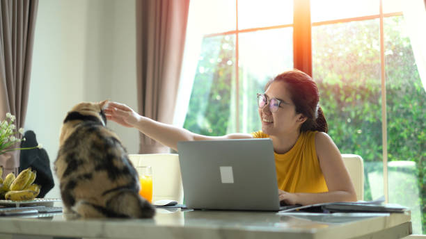 femme s’asseyant au bureau et câlinant son chat ou crabot - dog domestic cat pets women photos et images de collection