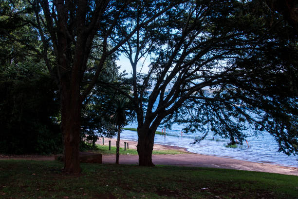 große schattige bäume am picknickplatz des midmar-staudamms - midmar stock-fotos und bilder