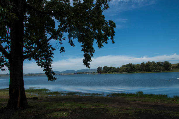 grandi alberi ombrosi nell'area picnic della diga di midmar - midmar foto e immagini stock