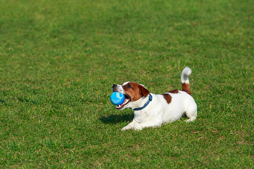 Dog breed Jack Russell Terrier on the green grass with a rubber ball