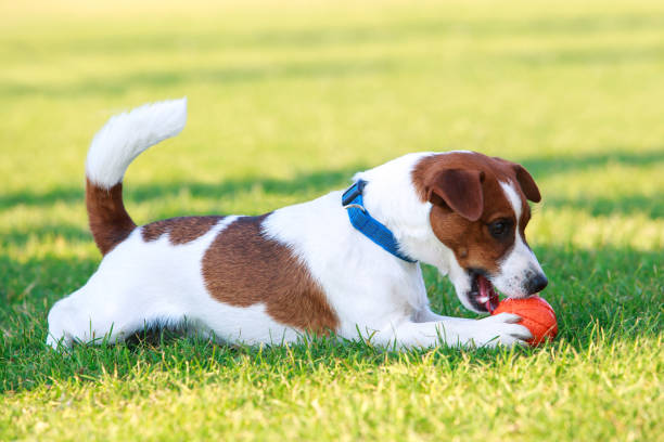 istock Dog breed Jack Russell Terrier 1214648291