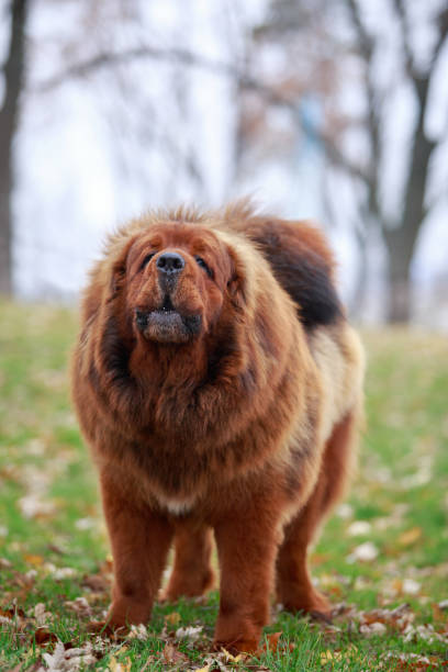 istock Dog breed Tibetan mastiff 1214648332