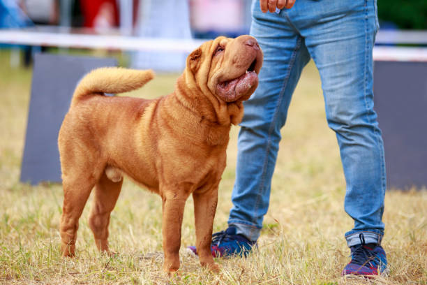 Dog breed Sharpei Dog breed Sharpei in the park on green grass mini shar pei puppies stock pictures, royalty-free photos & images