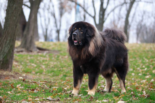 istock Dog breed Tibetan mastiff 1214649547