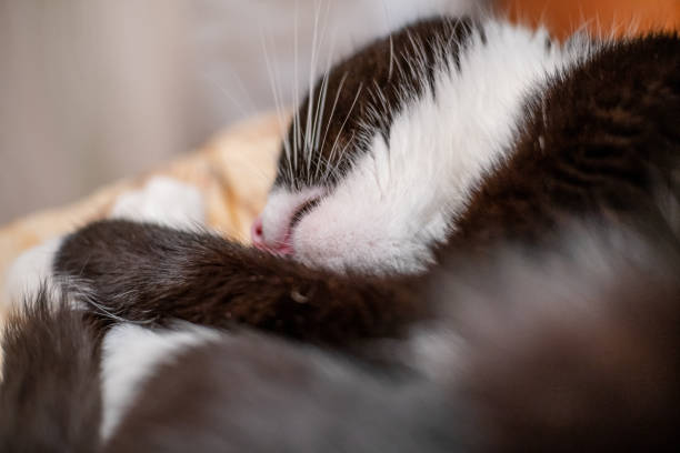 istock Black and white cat sleeping on the bed. Cat head close up. 1214650235