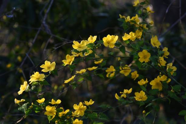 istock Kerria japonica flowers (Japanese kerria) 1214651359