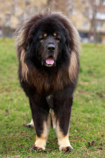 Dog breed Tibetan Mastiff on the grass