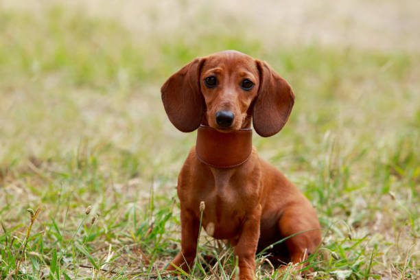 istock Dog breed dachshund 1214652474