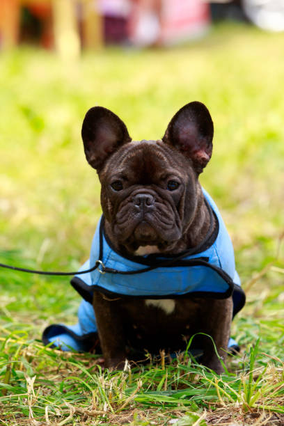 istock Dog breed French Bulldog 1214652528