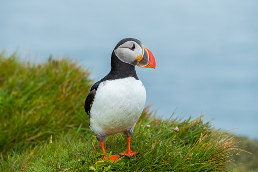 Picture cute of puffins in Latrabjarg cliffs at westfjords in iceland