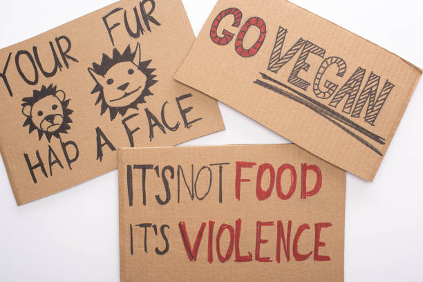 cardboard signs with go vegan, your fur had a face and its not food its violence inscriptions on white background cardboard signs with go vegan, your fur had a face and its not food its violence inscriptions on white background fur protest stock pictures, royalty-free photos & images