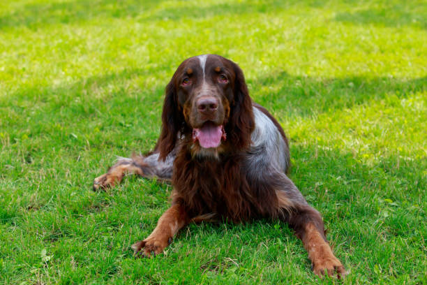 istock Dog breed English setter 1214653311