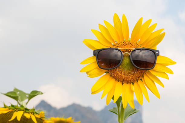 sunflower wear a sunglasses with blue sky background