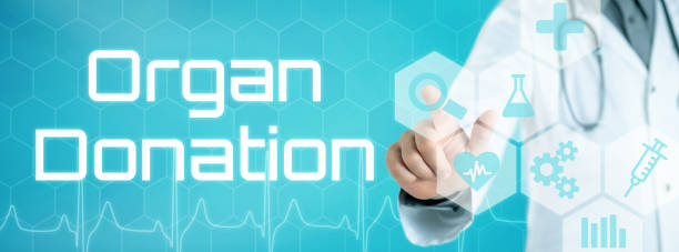 istock Doctor touching an icon on a futuristic interface - Organ donation 1214656857