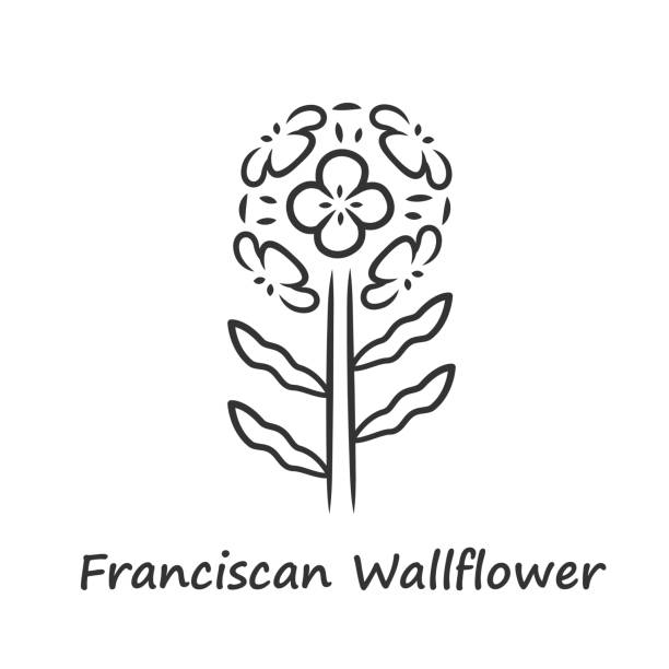 Franciscan wallflower linear icon. Garden flowering plant with name inscription. Erysimum franciscanum inflorescence. Thin line illustration. Contour symbol. Vector isolated outline drawing Franciscan wallflower linear icon. Garden flowering plant with name inscription. Erysimum franciscanum inflorescence. Thin line illustration. Contour symbol. Vector isolated outline drawing erysimum stock illustrations