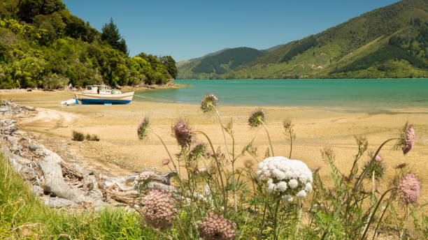 A stranded ship at low tide in the Marlborough Sounds of Picton, New Zealand A stranded ship at low tide in the Marlborough Sounds of Picton, New Zealand picton new zealand stock pictures, royalty-free photos & images