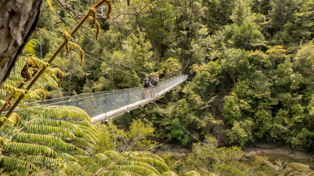 People walking on a suspension bridge in the Abel Tasman national park, New Zealand People walking on a suspension bridge in the Abel Tasman national park, New Zealand. For an active day out, walk the most varied section of the Abel Tasman Coast Track which features the impressive Falls River Swing Bridge (15–20 metres high, depending on the tide), Torrent Bay inlet, Cleopatra's Pool and Anchorage Beach. abel tasman national park stock pictures, royalty-free photos & images