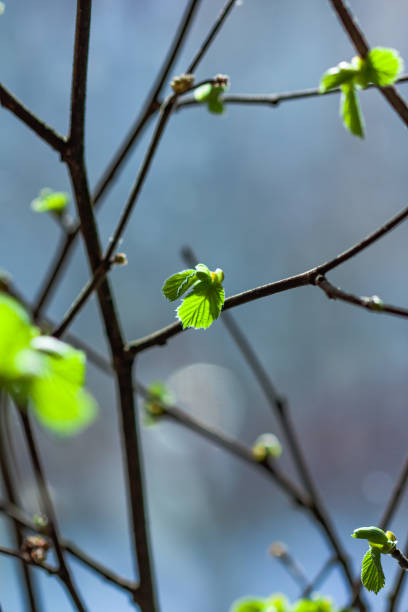 istock branches of bushes with the first leaves in the spring 1214660314