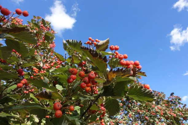 Reddish orange berries in the leafage of Sorbus aria against blue sky in October