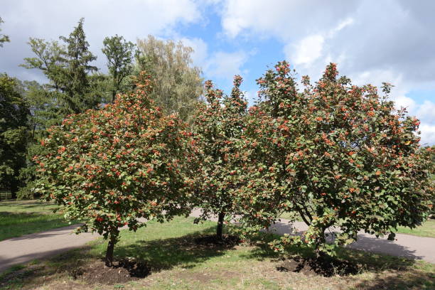 istock Three trees of Sorbus aria with orange berries in September 1214660862