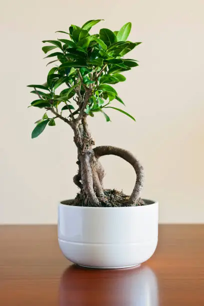 Ficus ginseng bonsai on white plantpot. Ficus Retusa.