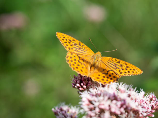 mariposa fritillaria lavada en plata (argynnis paphia) sentada en una planta de cáñamo-agrimony - argynnis fotografías e imágenes de stock