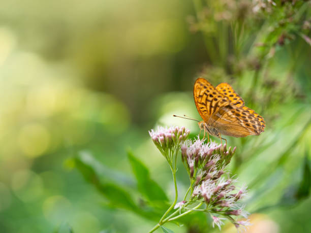 mariposa fritillaria lavada en plata (argynnis paphia) sentada en una planta de cáñamo-agrimony - argynnis fotografías e imágenes de stock