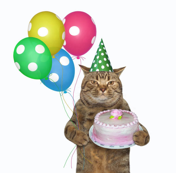 istock Cat celebrates his birthday 2 1214663790