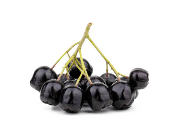 istock Aronia melanocarpa (black chokeberry) with leaves isolated on white background 1214663856