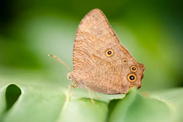 Evening Brown Butterfly also known as Melanitis leda.