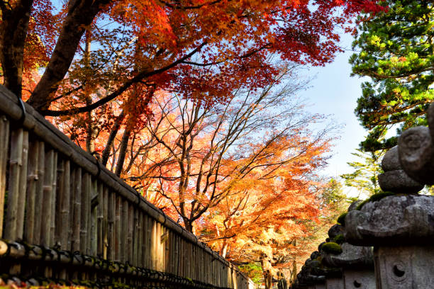 일본 고야산의 가을철 아름다운 숲 - autumn sky blue treetop 뉴스 사진 이미지