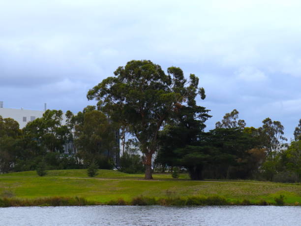 istock Park in Melbourne Australia with a large lake surrounded by trees 1214666454