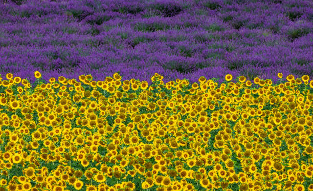 Field with sunflowers and a field with lavender. A beautiful combination of colors. France. Provence. Valensole