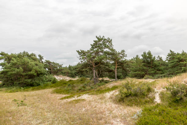 Single pine tree stands on a reed meadow on the German North Sea coastSingle old pine tree stands on a reed meadow on the German North Sea coast