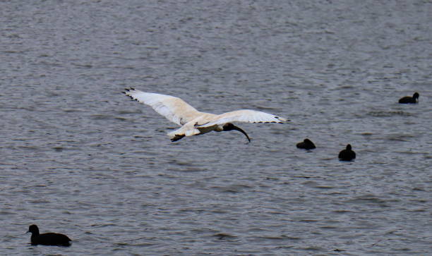 istock Ibis Bird in full flight over a lake in Melbourne Park 1214668555