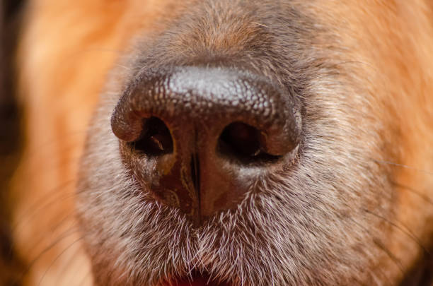 istock Nose of a beautiful German shepherd close-up, macro 1214671536