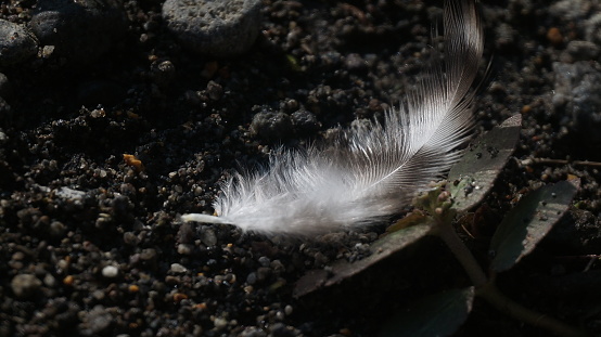 A white and black feather on the ground
