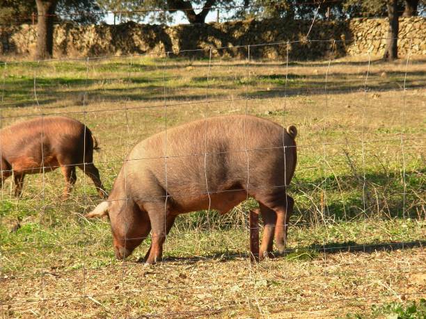 istock Iberian Pigs near Merida, Extremadura 1214673042