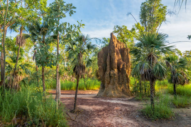 cathedral termite mound im litchfield national park, australien - large dome stock-fotos und bilder