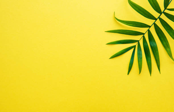 istock Palm leaves on yellow background 1214675612