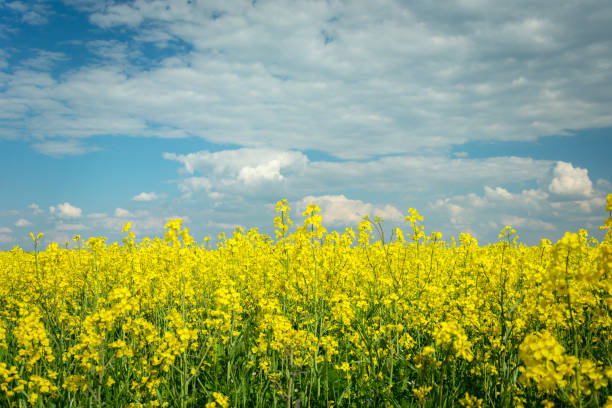 istock Yellow rapeseed field, white clouds on blue sky 1214676183