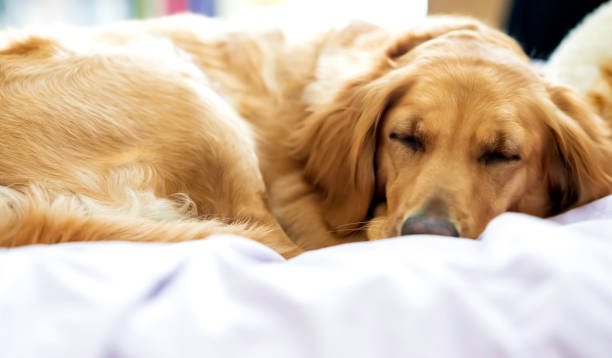 istock Golden Retriever Asleep on Bed 1214676231