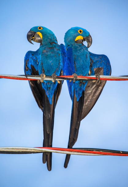 istock Two Hyacinth Macaws are sitting on wires. 1214676567