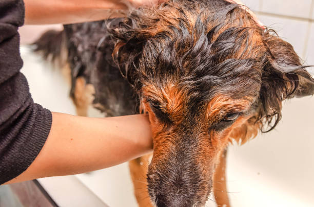 grand beau berger allemand prend un bain. hygiène et soin des animaux. - afghan dog photos et images de collection