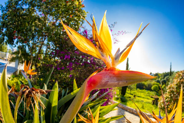 istock beautiful strelitzia in the garden 1214676630
